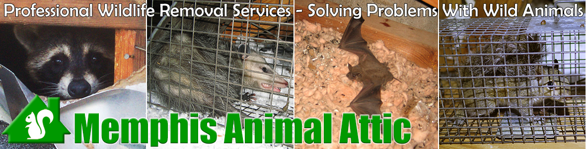 Germantown Animal Attic